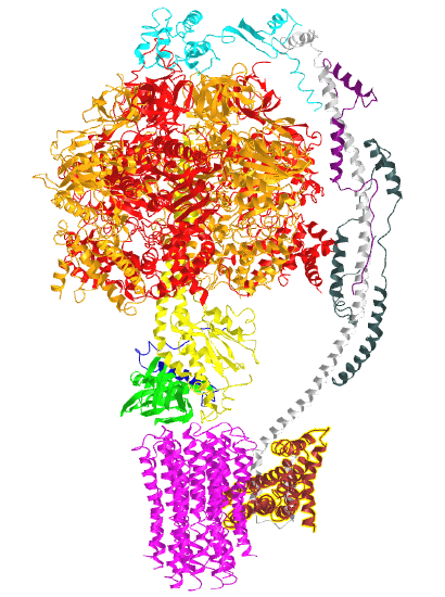 bovine mitochondrial ATP synthase (5ARA).png