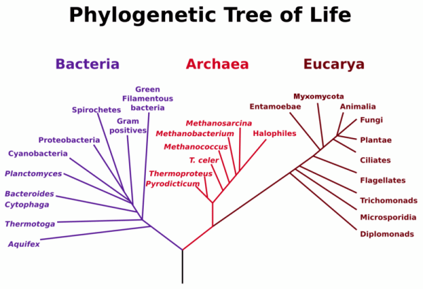 phylogeneticTreeLife.gif