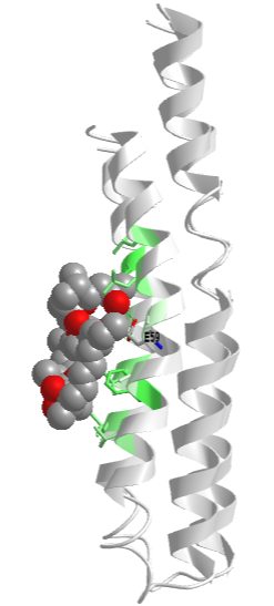 F1Fo ATPase c10 ring with bound oligomycin (4F4S).png