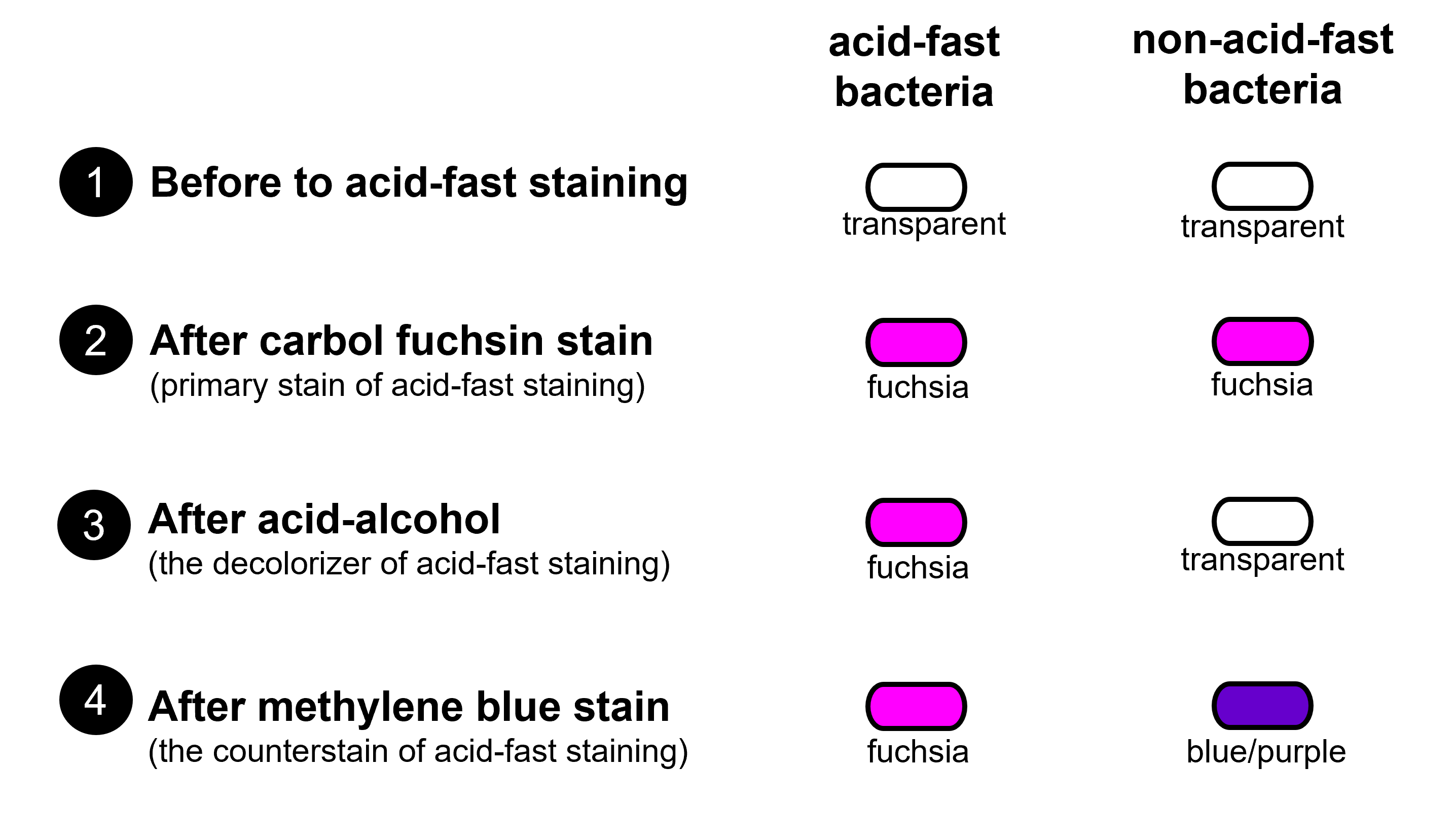 process of the acid fast stage and how the cells appear at each stage of the staining process