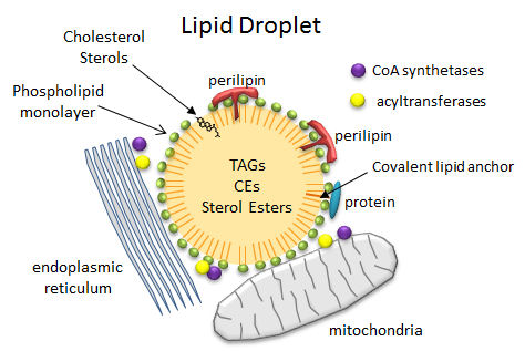 lipiddroplets.jpg
