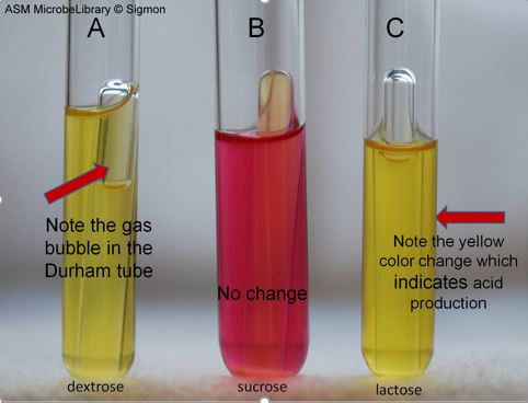 how to interpret fermentation test based on media color (yellow means acid production) and whether a gas pocket is in the Durham tube (gas production)