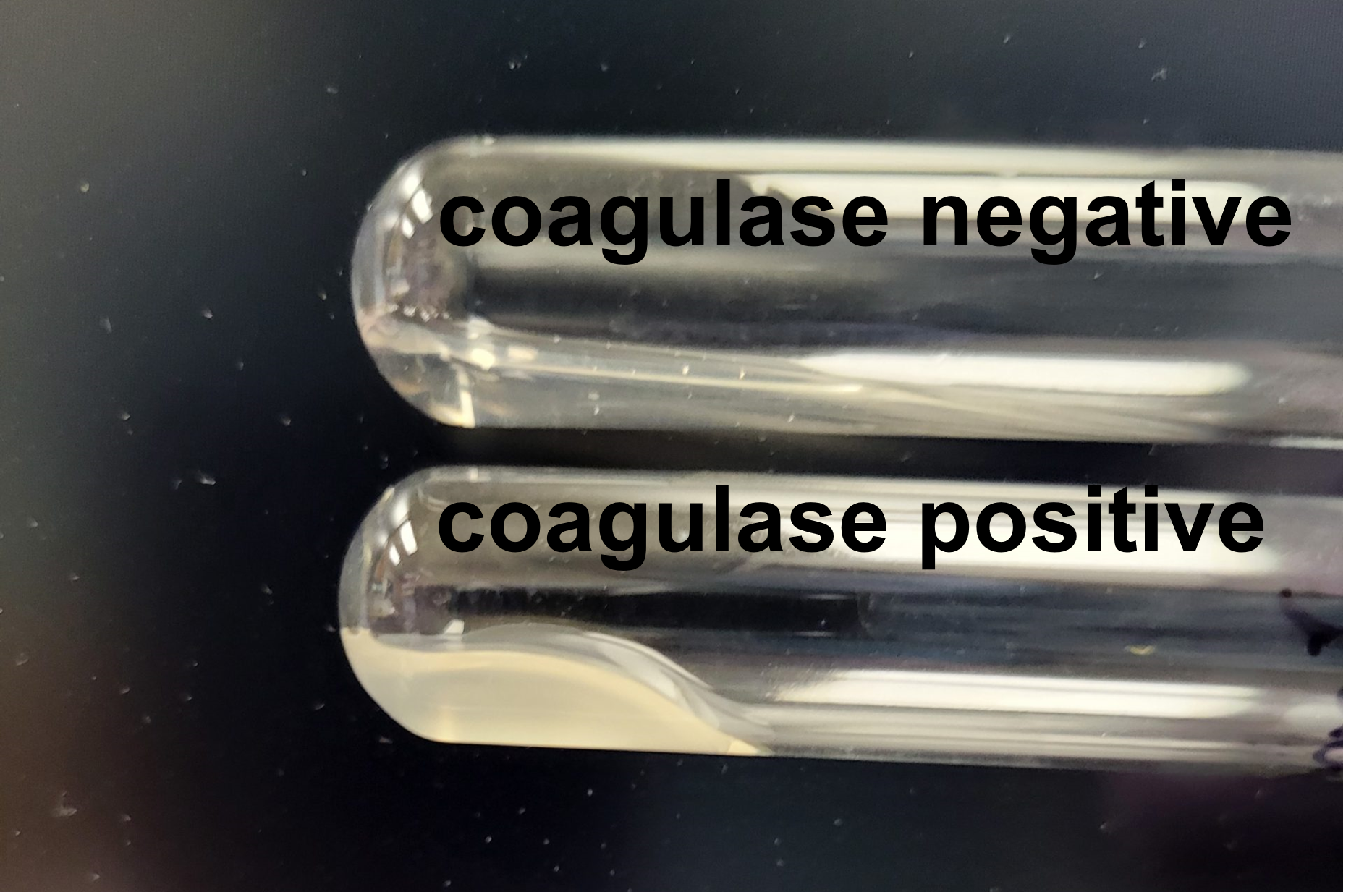 coagulase tube test showing coagulase positive and coagulase negative results