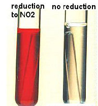 nitrate reduction to nitrite produces red color when reagents are added; no red color occurs when no nitrite is present