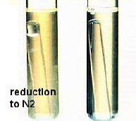 nitrate reduction to N2 produces a gas pocket inside the Durham tube; when N2 is not produced, there is no gas pocket inside the Durham tube