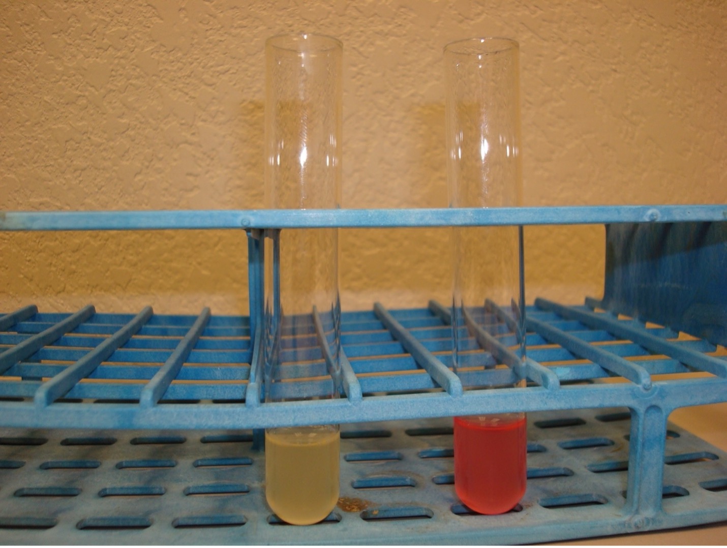 methyl red test results with methyl red negative test tube without red color and methyl red positive test tube with red color