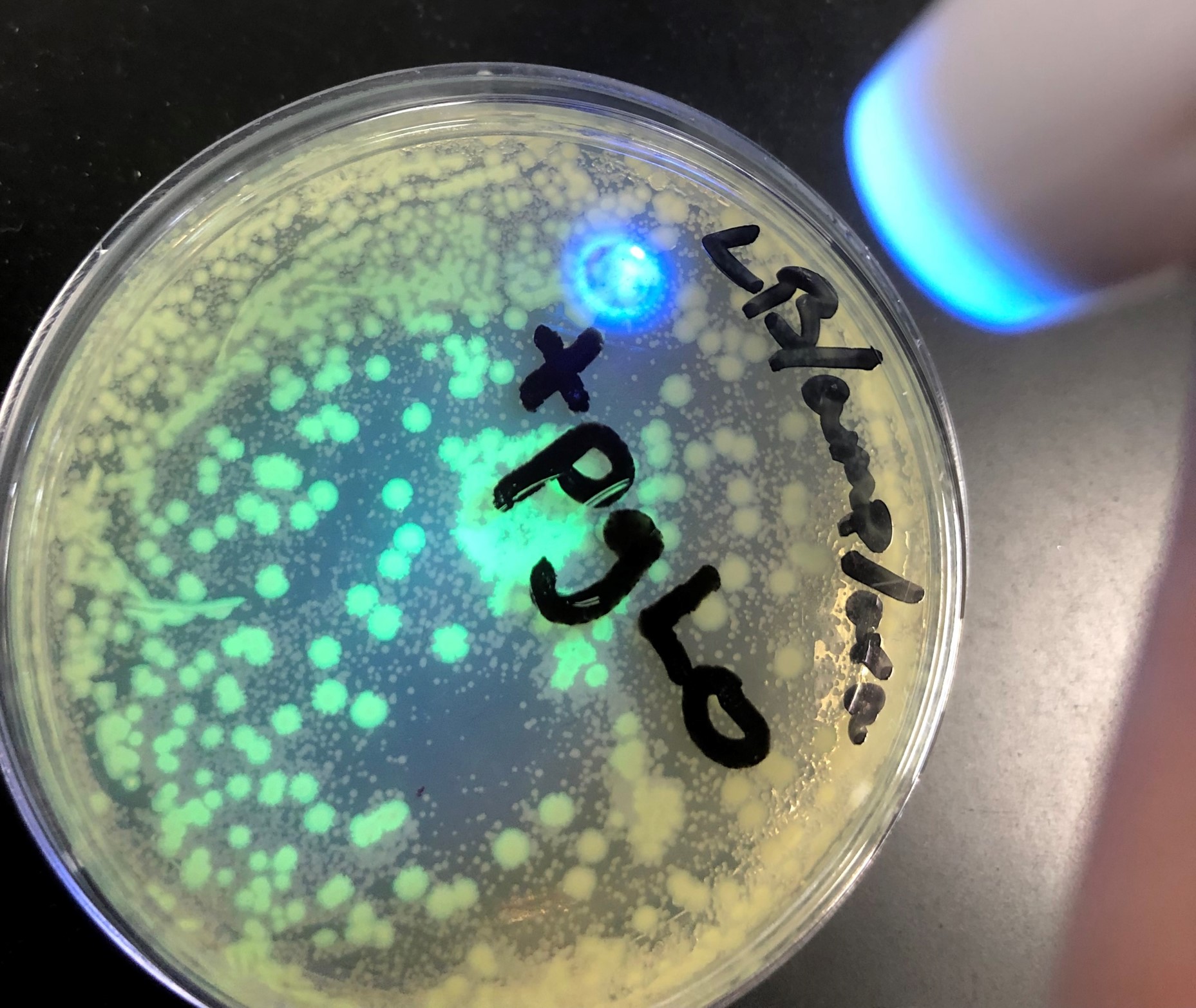 33: Bacterial Transformation
