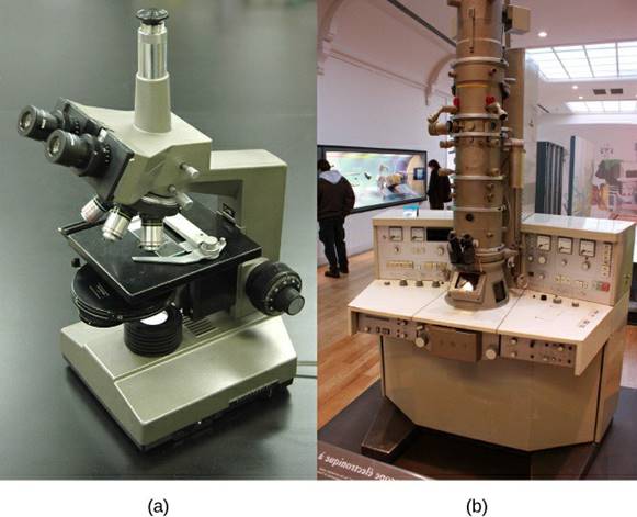 a light microscope and an electron microscope