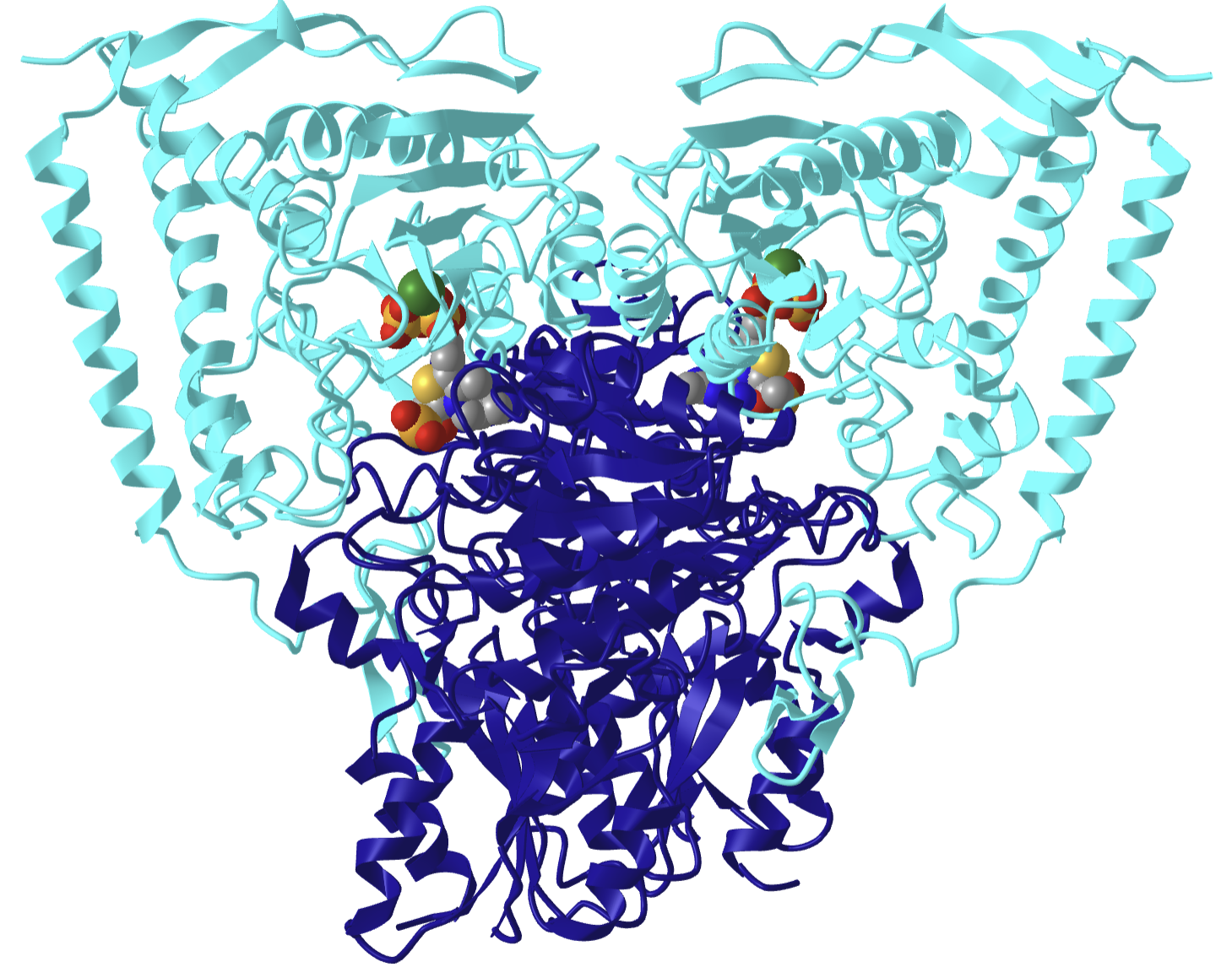 Human pyruvate dehydrogenase E1 covalently bound to TpnP (6CFO).png