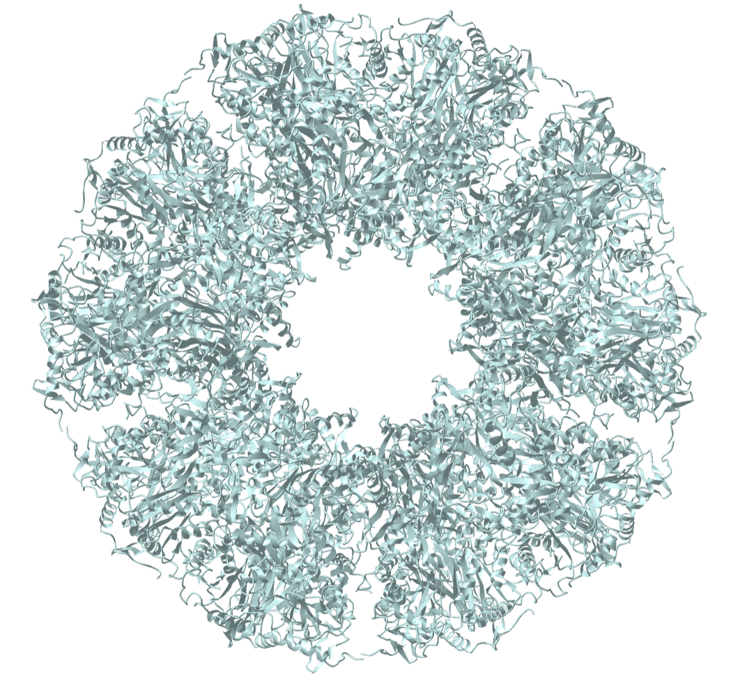 E2 Inner Core of Human Pyruvate Dehydrogenase Complex (6CT0).png