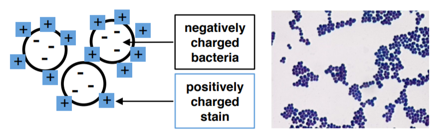 positively charged stain is attracted to negatively charged bacteria causing them to stain colors