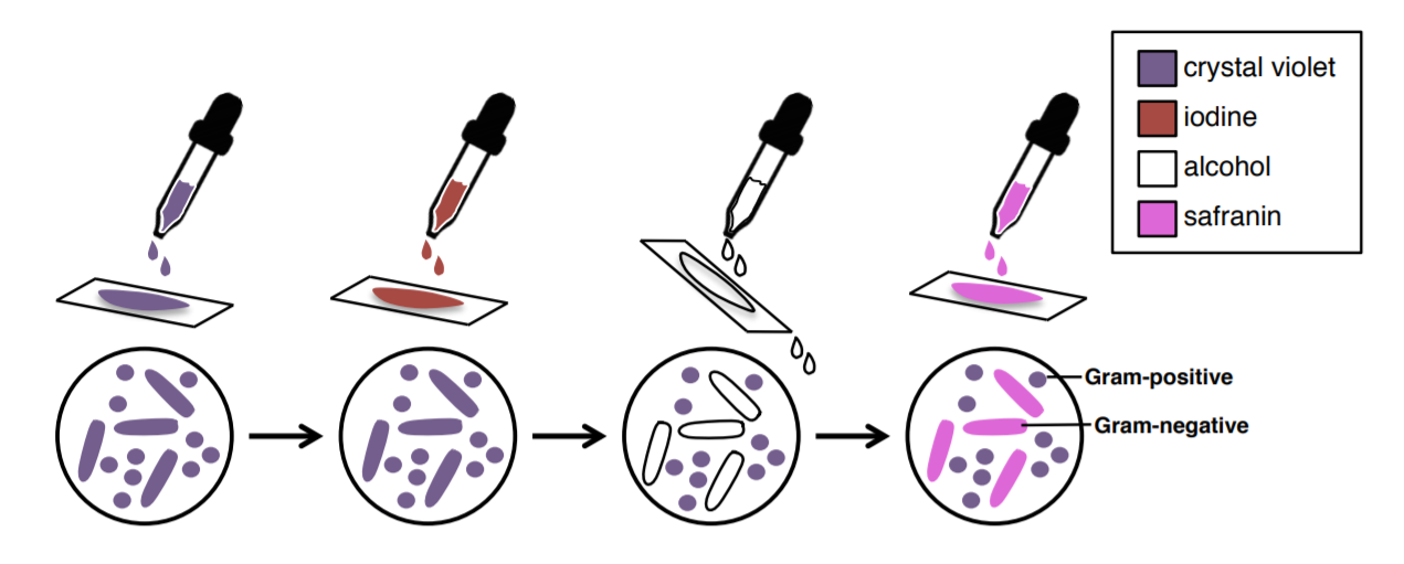 process of the gram stain illustrated