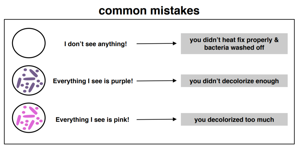 common mistakes gram stain
