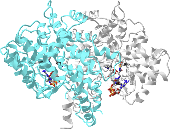 pig citrate synthase bound to CoASH and citrate (2CTS).png