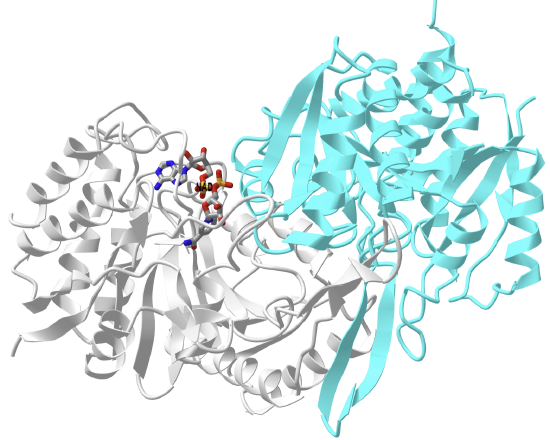 αβ heterodimer of human IDH3 (pdb 6kdy) in complex with NAD.png