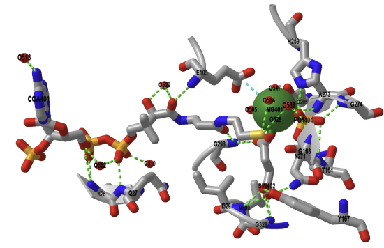 Active site of pig GTP-specific succinyl-CoA synthetase in complex with succinate and CoASH (5CAE).png