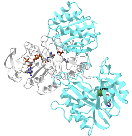 complex of ADP and MG2+ with Dephosphorylated E. Coli Succinyl-CoA Synthetase (1CQI).png