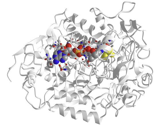 Avian respiratory complex II FAD binding subunit with FAD and a malate-like intermediate (1YQ3).png