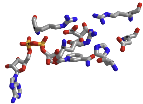 Active site of the E. Coli malate dehydrogenase with bound citrate and NAD+ (1EMD).png