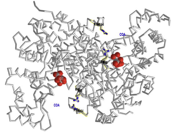 structural comparison of pig citrate synthase with bound citrate (1CTS) and with bound citrate and CoASH (2CTS).png