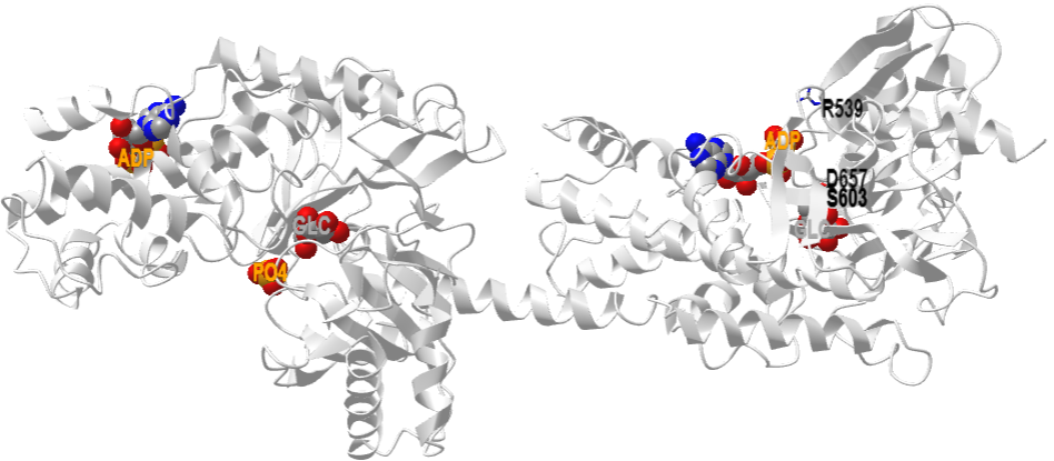 Human hexokinase I with glucose and ADP in the active site (1dgk).png
