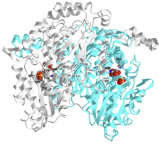 rabbit phosphoglucose isomerase with bound 6-phosphogluconic acid (1DQR).png