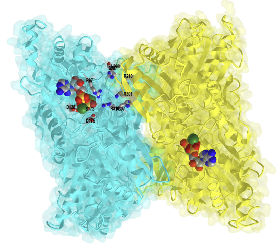 Human phosphofructokinase-1 dimer in complex with ATP and Mg (4XYJ).png