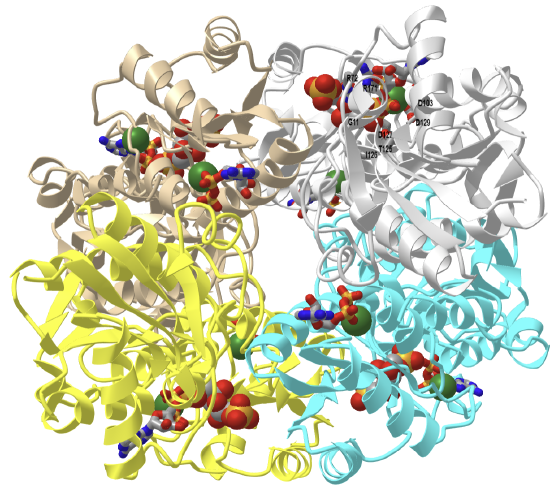E. Coli phosphofructokinase with bound F1,6-bisphosphate and ADP products (1PFK).png