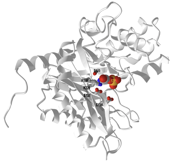 DHAP enamine intermediateF16BP aldolase from rabbit muscle (2QUT).png
