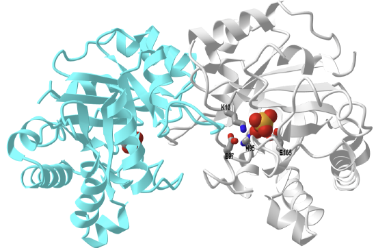 chicken triosephosphate isomerase-phosphoglycolohydroxamate complex (1TPH).png