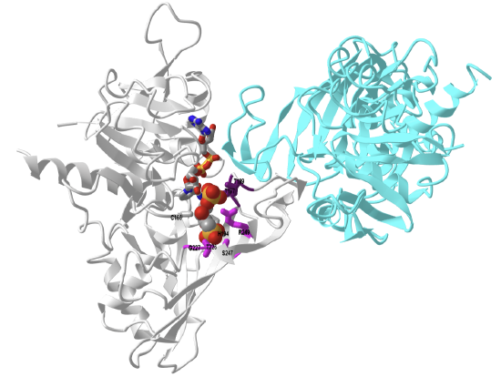 Trypanosoma cruzi glyceraldehyde-3-phosphate dehydrogenase-NAD - 1,3-bisphosphoglycerate analogue (1QXS).png