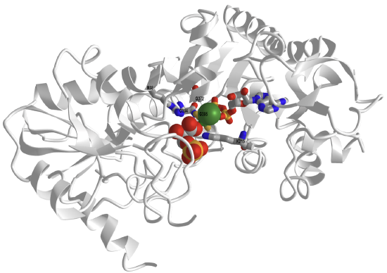 human phosphoglycerate kinase _ADP - 3PG_MgF3 (2WZB).png