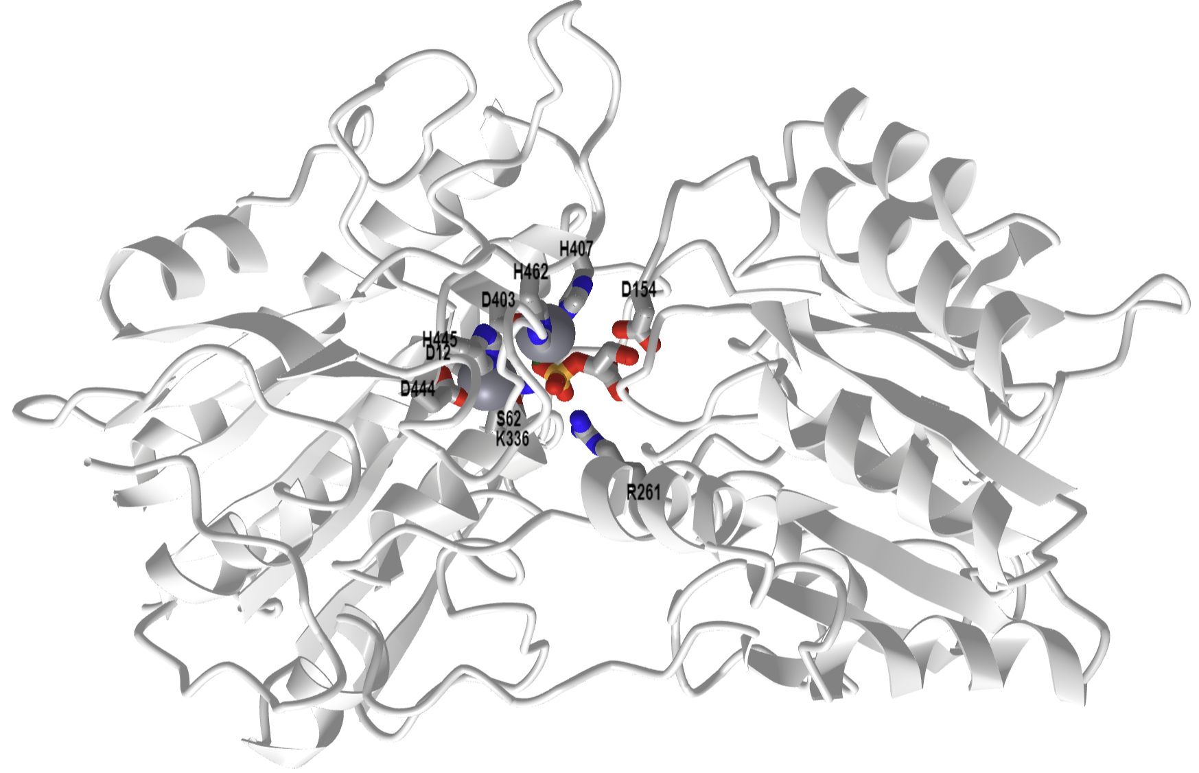 Cofactor-Independent Phosphoglycerate Mutase with bound 2-phosphoglycerate (product) (1O98).png