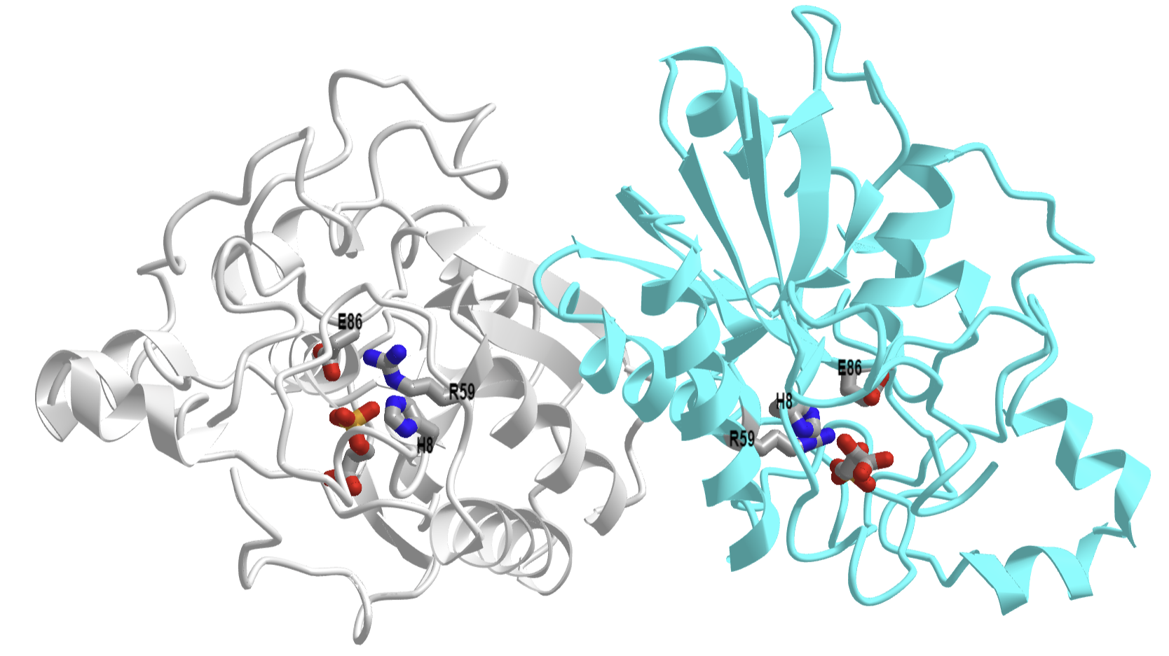 yeast phosphoglycerate mutase (cofactor dependent) bound to 3-phosphoglycerte (1QHF).png
