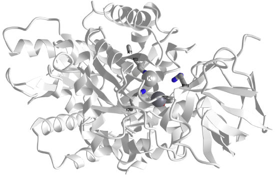 rabbit muscle pyruvate kinase complexed with Mn2+, K+, and pyruvate (1PKN).png