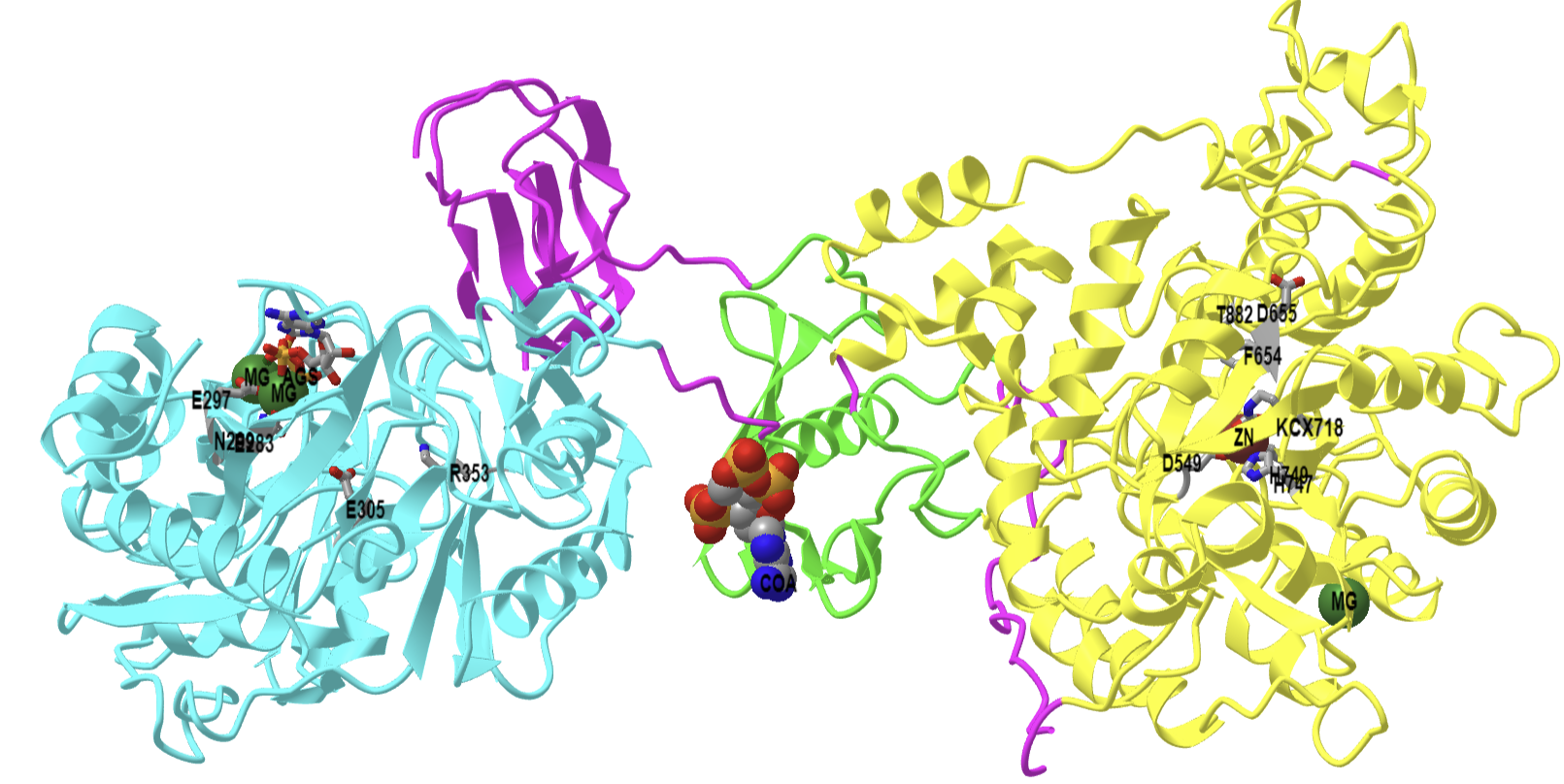 Biotin-dependent multifunctional enzyme pyruvate carboxylase from Rhizobium etli (2QF7).png