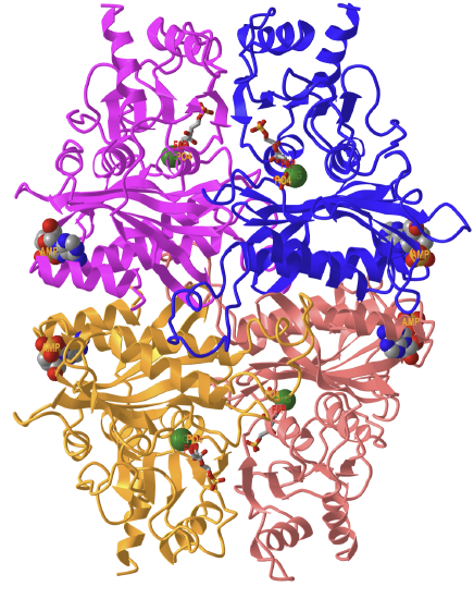 tetrameric frup2ase_T state_Mg_F6P_ phosphat_AMP (1EYJ).png