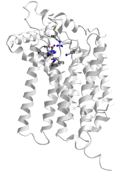 AlphaFold predict structure of human glucose-6-phosphatase (P35575).png