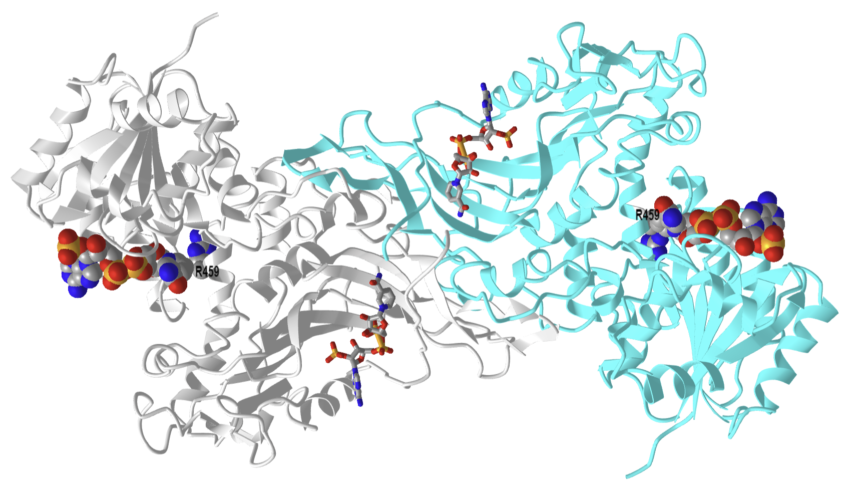 Human glucose 6-phosphate dehydrogenase with bound structural and substrate NADP (2BH9).png