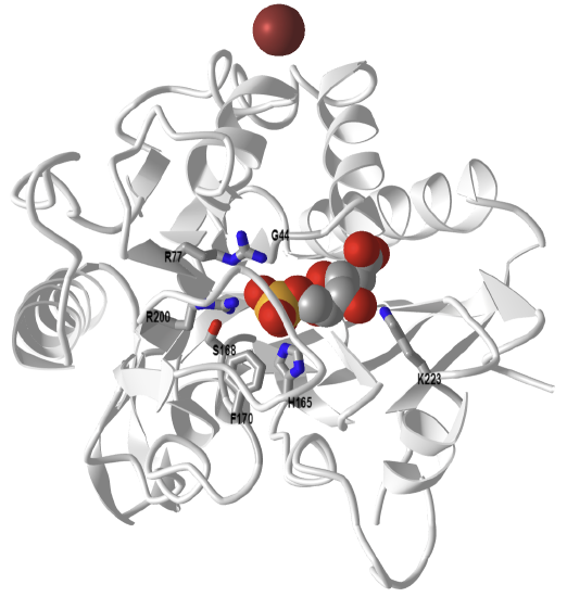 6-phosphogluconolactonase from Trypanosoma brucei complexed with 6-phosphogluconic acid (3E7F).png