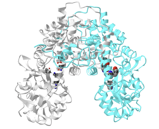 Sheep  6-phosphogluconate dehydrogenase (2PGD).png