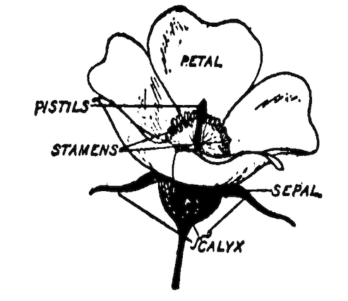Diagram of a typical complete angiosperm flower.