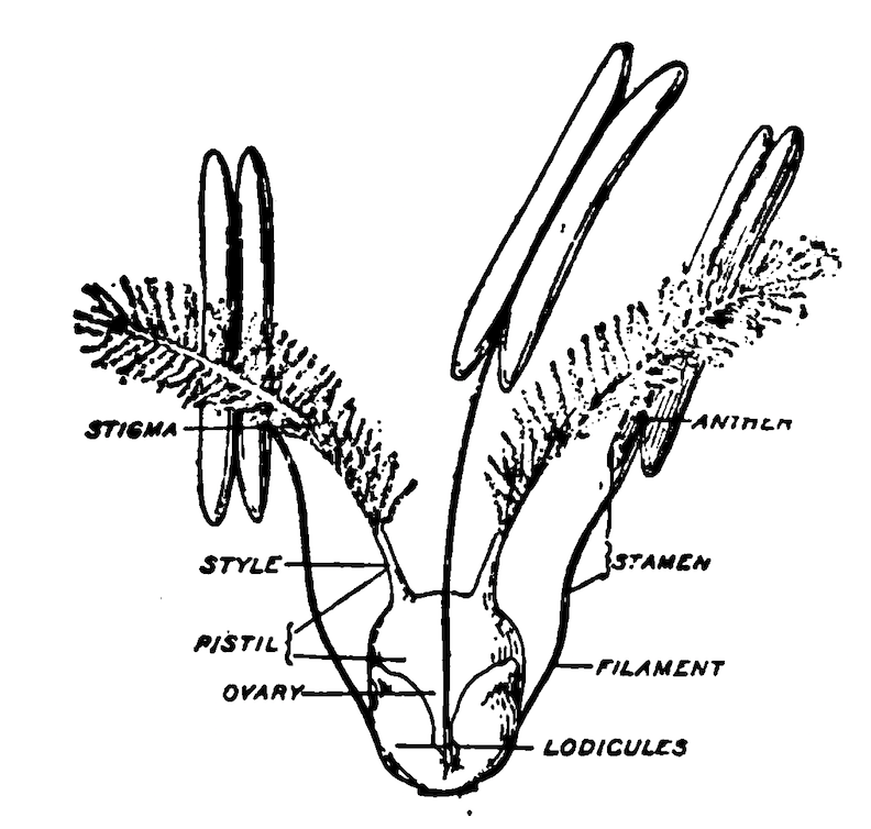 Diagram of a typical grass flower.