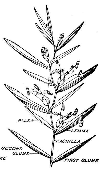 Diagram of a grass spikelet.