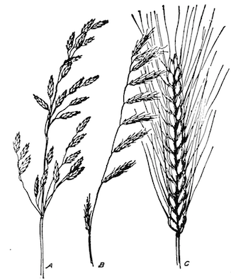 Different types of inflorescences. A = panicle, B = raceme, C = spikelet.
