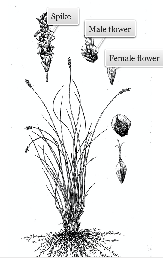 Reproductive structures of threadleaf sedge