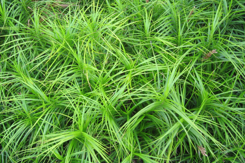 A view of muskingum sedge ‘Oehme’ from above clearly showing the three-ranked leaves of a sedge