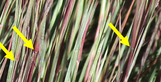 A zoomed in photo of little bluestem. The yellow arrows point to nodes on the stems.