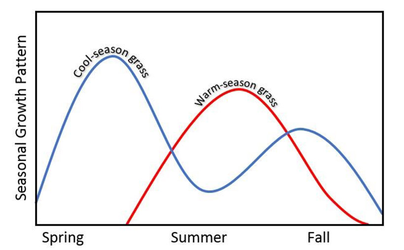 A visual representation of cool-season and warm-season grass growth patterns from University of Minnesota Extension.University of Minnesota Extension