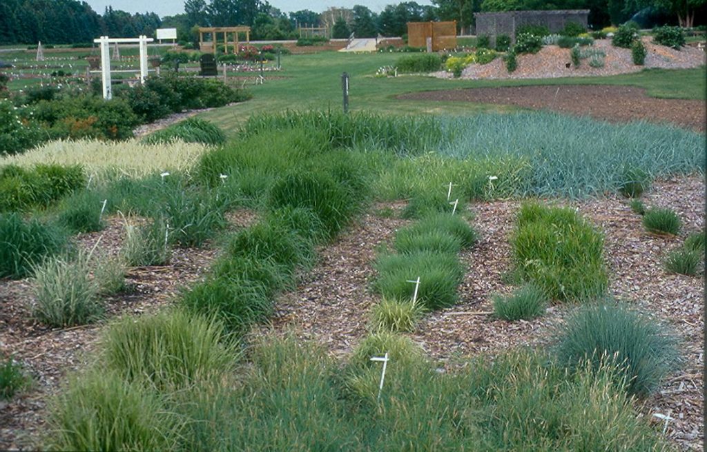 La Colección Morris Grass en 2002, plantada originalmente en 1996. En 6 años los pastos rizomatosos en la espalda muestran claramente su método de crecimiento en comparación con los pastos racimos en primer plano.